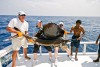 Chris Tarrant's 100lb sailfish from the Maldives