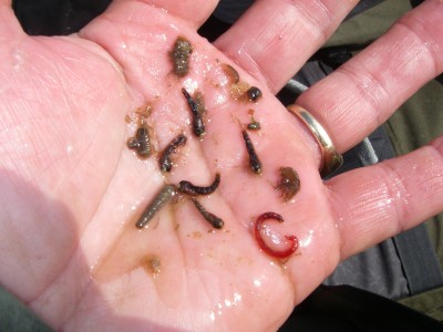 Bloodworm, Caddis, Buzzer, hoglice and shrimp spoonings