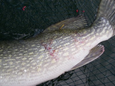 22lb pike with tag in dorsal - note the bite mark from another pike!